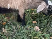 बकरी, Nubian Goat — फ़ोटो 4