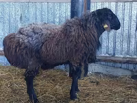 Carnero, Hissar sheep — foto 1