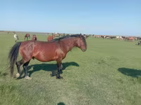 Mare, Mugalzhar horse — photo 1