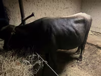 Vaca, Swiss cattle — foto 4