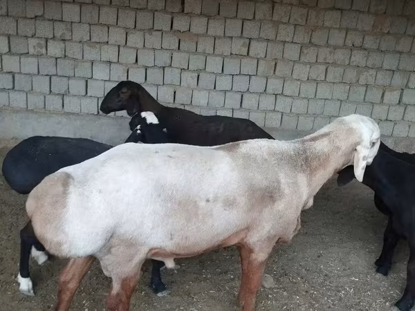 Баран, Эдильбай овца