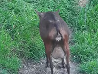 Ziege, Irish goat — Foto 2
