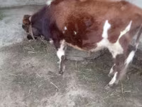 Toro, Swiss cattle — foto 4