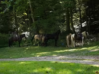 Horse (M), Pinto horses — photo 3