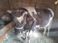 公牛, Russian Black pied cattle — 照片 7