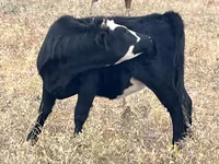 Kuh, Simmental cattle — Foto 3