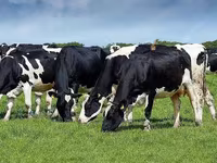 गाय, गोलस्टीन नस्ल — फ़ोटो 6