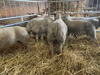 Sheep, Charollais sheep — photo 3