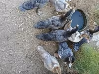 Ducks — الصورة 1
