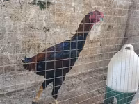 Chickens — 照片 2