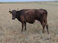 Vaca, Ukrainian grey cattle — foto 4