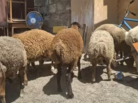 Oveja, Ovejas — foto 4