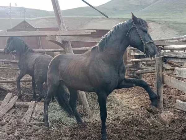 Конь, Алтайская лошадь