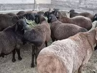 Widder, Hissar sheep — Foto 2