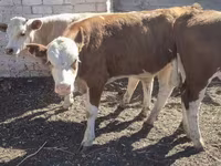 Bovinos (lote, sexo no especificado), Swiss cattle — foto 3