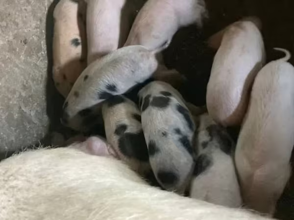 Boar, Pigs