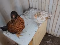 डेनिश हेन — फ़ोटो 3