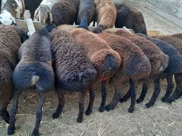 Овца, Бараны