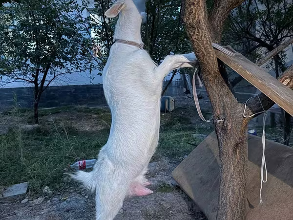 عنزة, Russian White goat