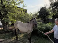 Caballo, Tiger horse — foto 2