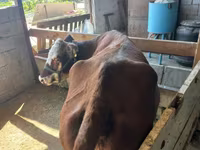 母牛, Latvian Blue cattle — 照片 3