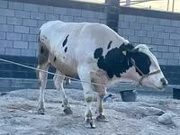 Toro, Raza Holstein — foto 2