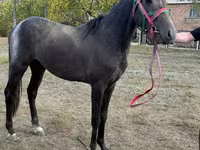 Hengst, Orlov Trotter — Foto 1