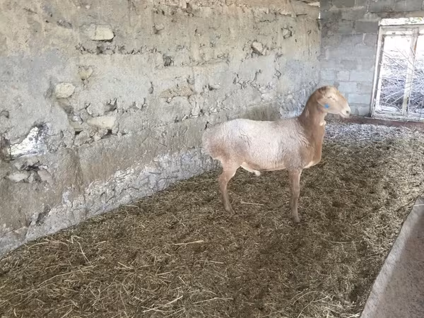 كبش, Rhon sheep
