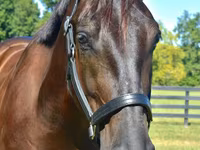 Caballo, Percheron — foto 3