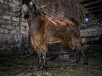 Billy Goat, Kamori goats — photo 3