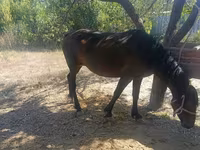 فرس, Kyrgyz Horse — الصورة 1