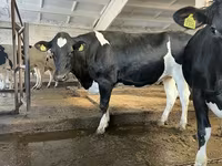 गाय, गोलस्टीन नस्ल — फ़ोटो 3