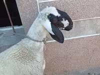 Ram, Arashan sheep — photo 2