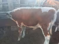 Bull, Simmental cattle — photo 3