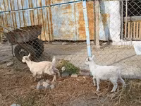 Cabra, Saanen goat — foto 3