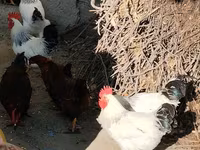Chickens — Foto 1