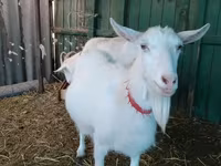 عنزة, Saanen goat — الصورة 1