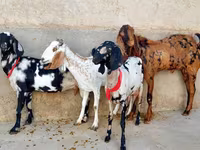 Cabra, Cabras — foto 2