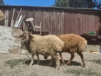 Oveja, Ovejas — foto 2