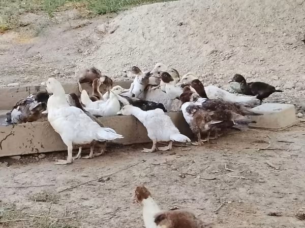 Domestic Muscovy