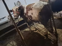 Bull, Ukrainian Red Pied Dairy cattle — photo 2