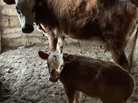 母牛, Latvian Blue cattle — 照片 2