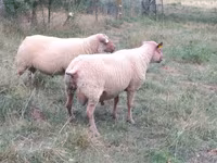 公羊, Rouge de l’Ouest sheep — 照片 1