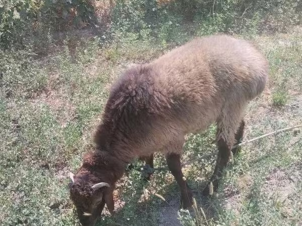 Carnero, Hissar sheep