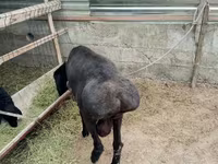 Widder, Arashan sheep — Foto 1