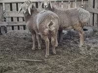 Sheep, Arashan sheep — photo 5