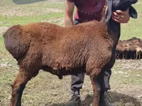 Ram, Blackheaded Persian sheep — photo 2