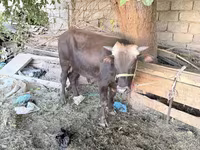 Toro, Ganado vacuno — foto 2