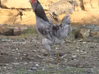 अमेराउकाना — फ़ोटो 3