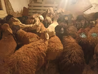 كبش, الأغنام — الصورة 4